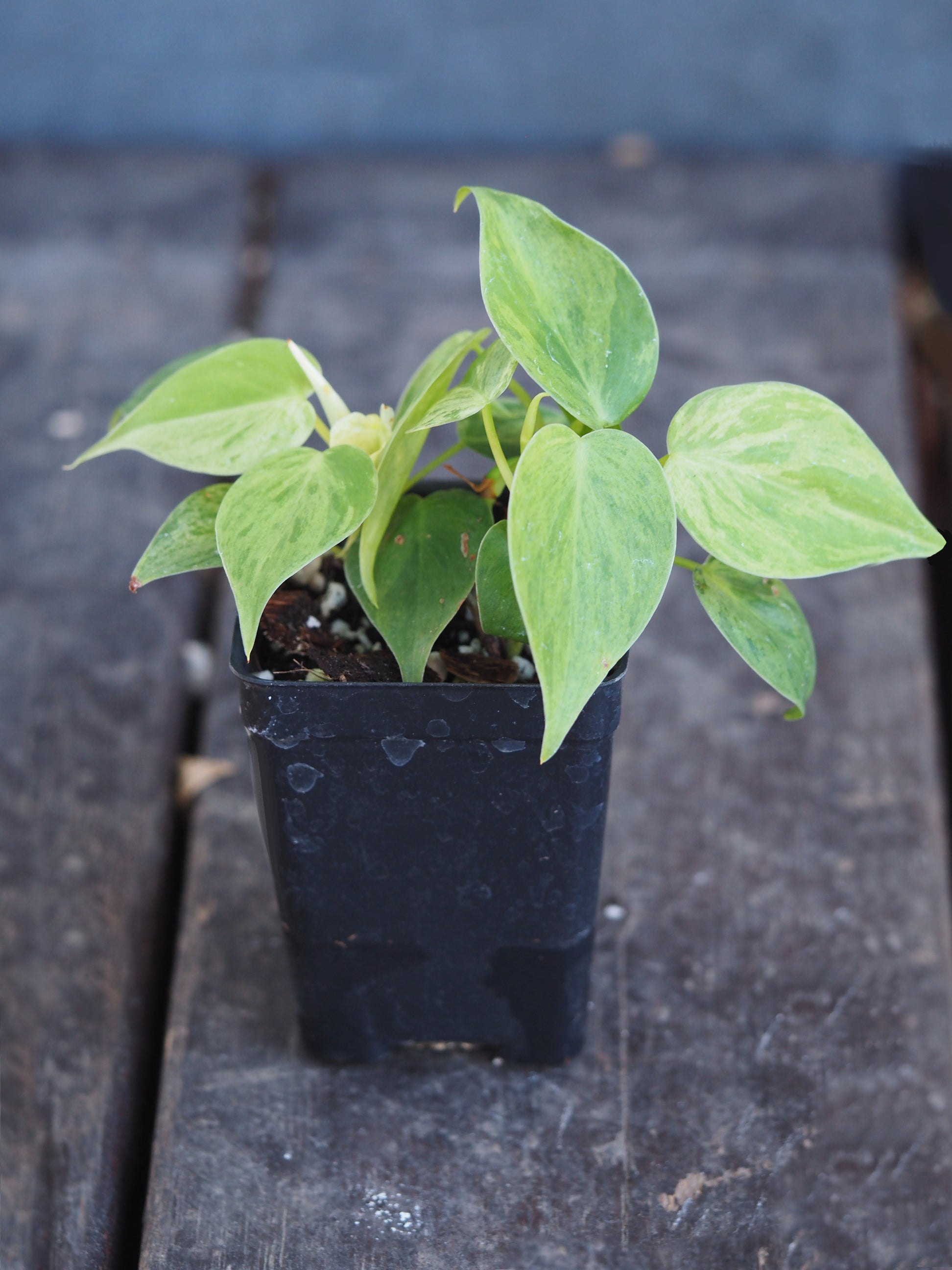philodendron pedatum vs florida Philodendron Pedatum - Florida Ghost | Uprooted