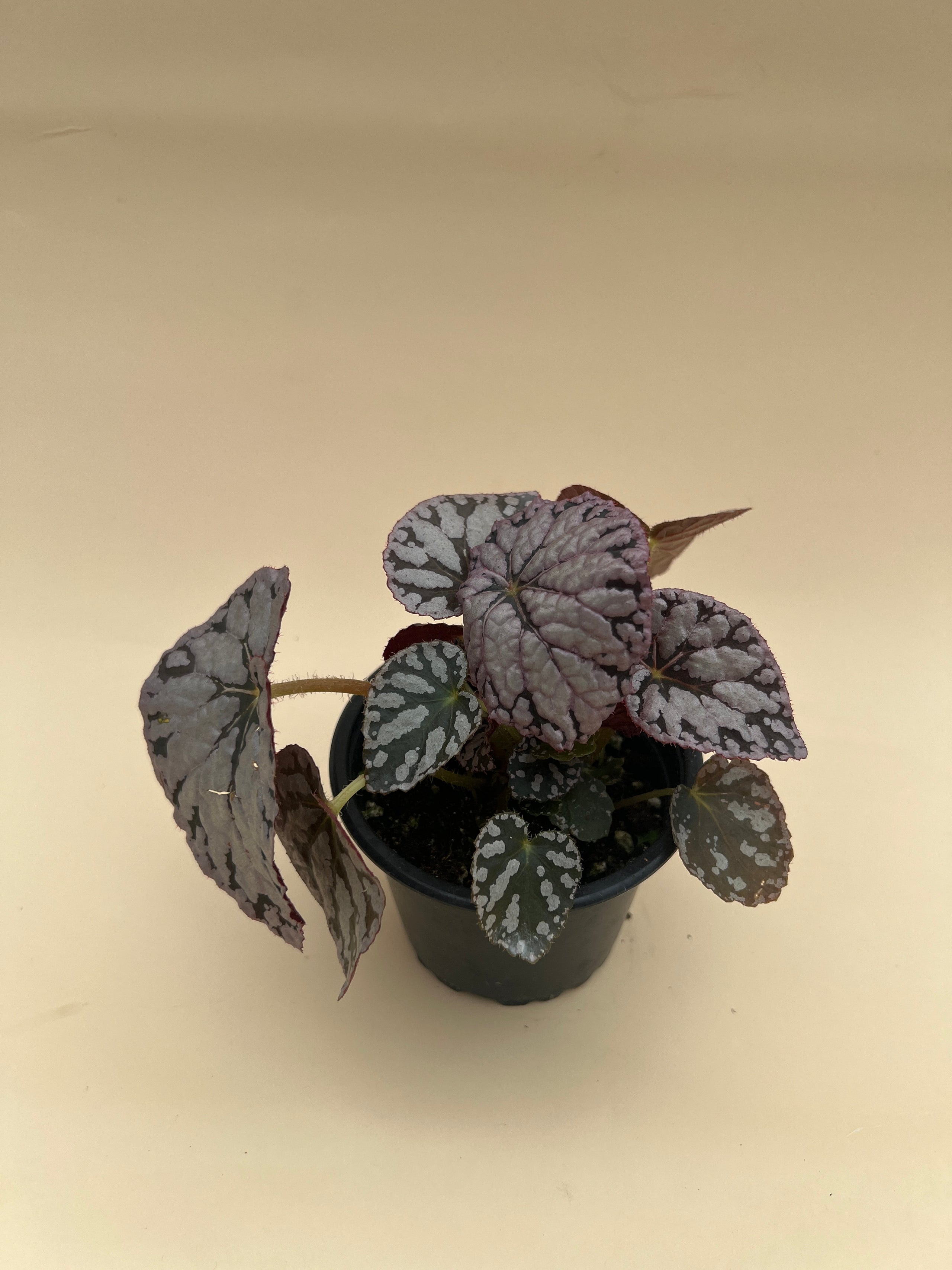 Begonia 'Silver Dollar' | Tillery Street Plant Company